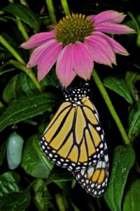 bl-mike_powell_monarch-butterfly-and-chrysalis