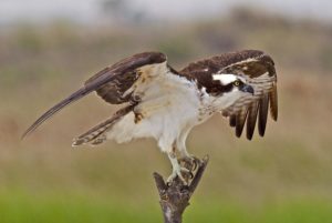 osprey-mike