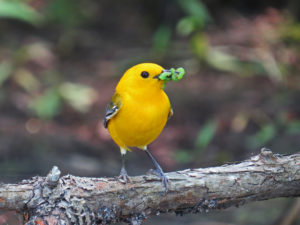 prothonotary-warbler-with-caterpillars