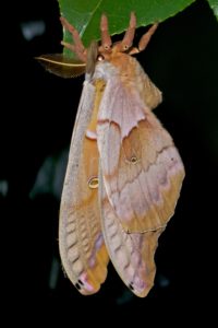 polyphemus-moth-male-mike