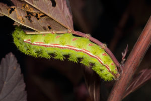 io-moth-caterpillar