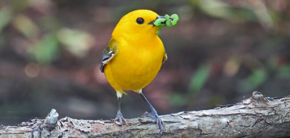 Historic Rivers Chapter of the Virginia Master Naturalists